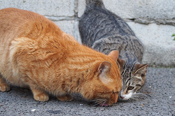 トトの隣りにライン