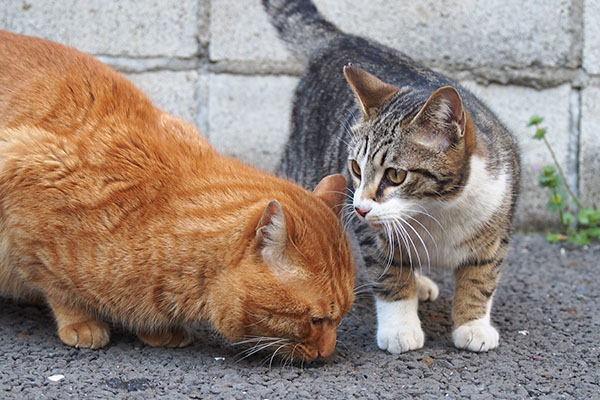 トトとライン　顔上げる