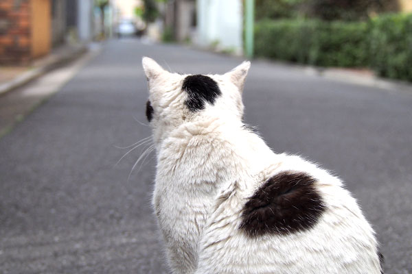 坊　うしろ頭