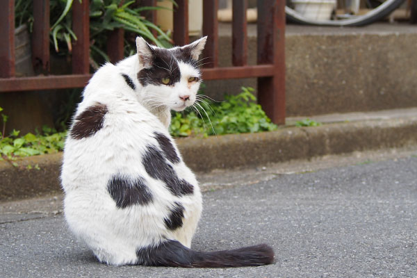 坊　ちびにゃんをチラ見