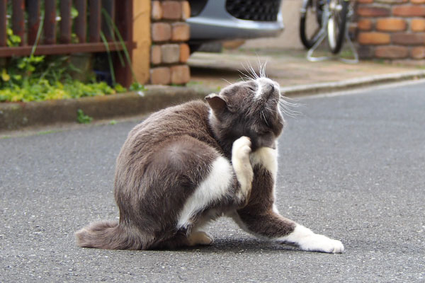 ちびにゃん　頭の天辺カキカキ