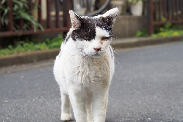 坊　撫でて欲しいにゃ