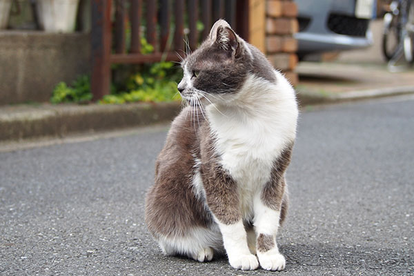 ちびにゃん　遠く見る