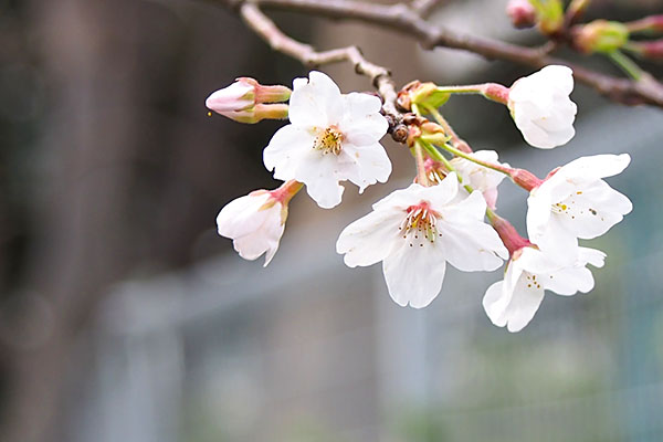 flower sakura pink