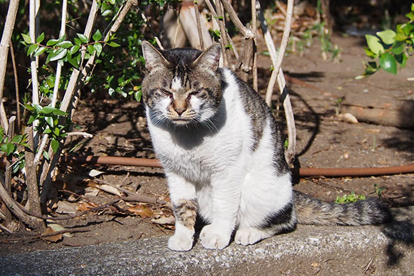 オンブレ　オヤツ出せと脅迫中