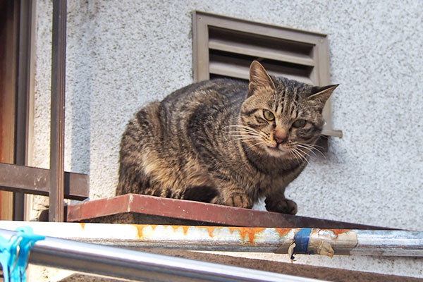 shimawo on the roof