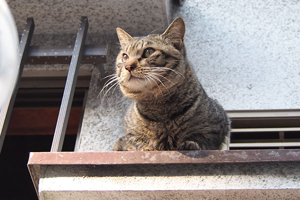 シマヲ　窓から出て来た