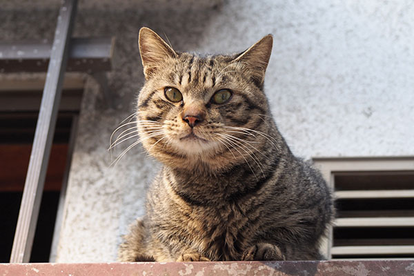 シマヲ　まっすぐに