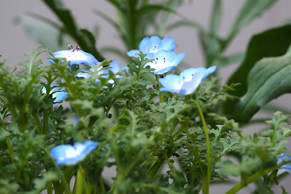 flower small blue