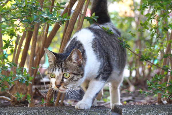 コーちゃん　ポチを見る