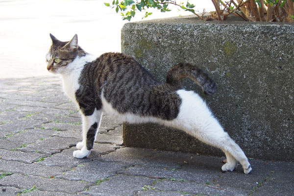 コーちゃん　伸びながら