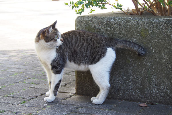 コーちゃん　後ろも警戒