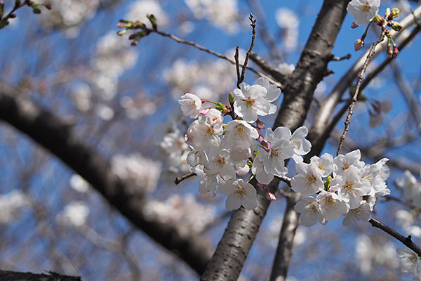 来ないので桜を撮った