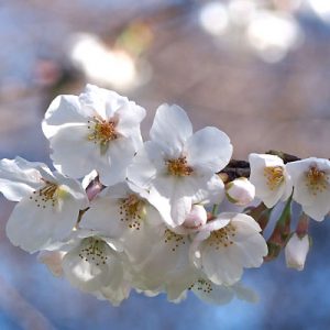 flower sakura pink