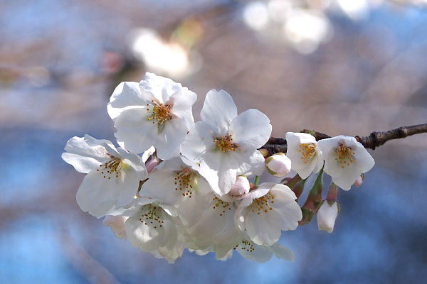 flower sakura pink