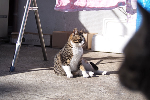 横になる　ホット　手前猫顔