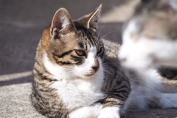 ズームしても　手前に猫顔