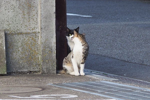 コルビの母こまち　どいて