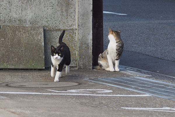 駆け寄るこまち