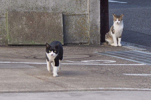 こまちを見るコルビ