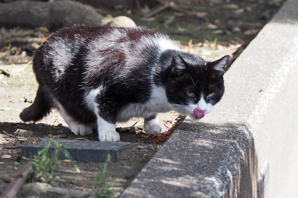 ポチ　ぺろんしながらコーちゃんを見る