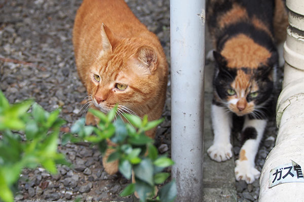 カブは周りを確認