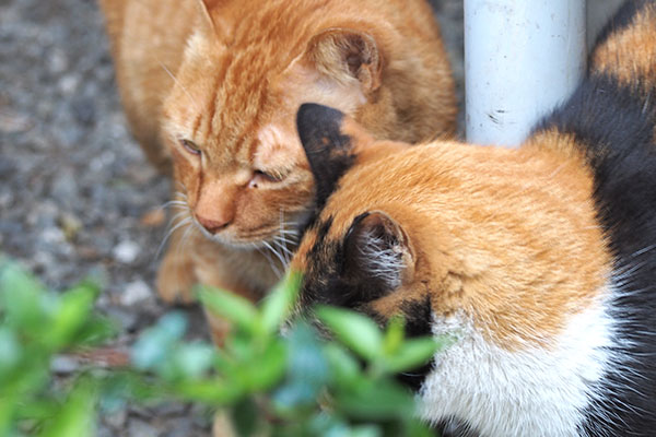 リコのごちんを受けるカブ