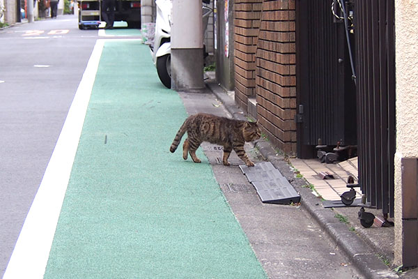 前方にロキを発見