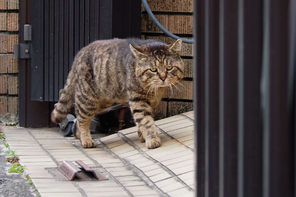 ロキ　来るね