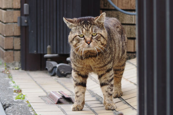 ロキ　まっすぐ見てくる