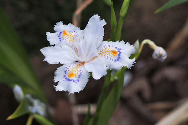flower shaga white