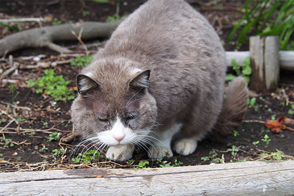 ちゅ～る食べたオット