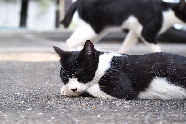 チョモ　地面ですやすや