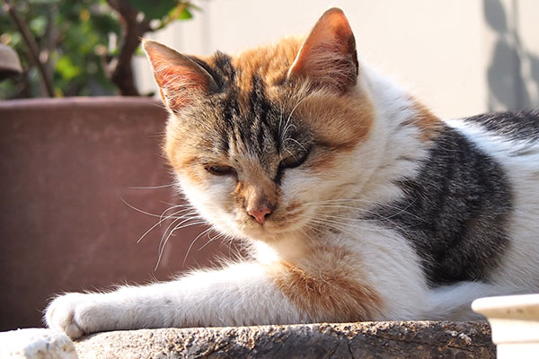 シロミ　棚上で眠くなる