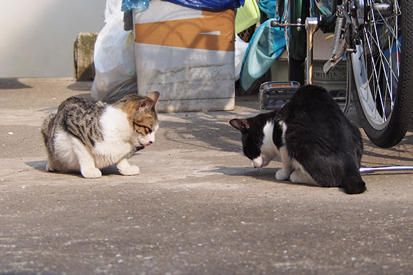 コルビとマスク