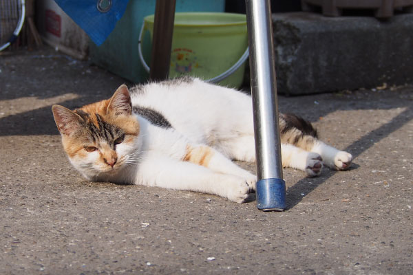 シロミ　地面にころん