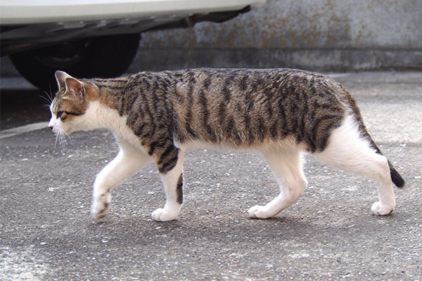 コルビ　長い胴