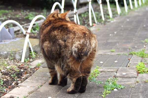 クラタン　近くに来てお尻向ける