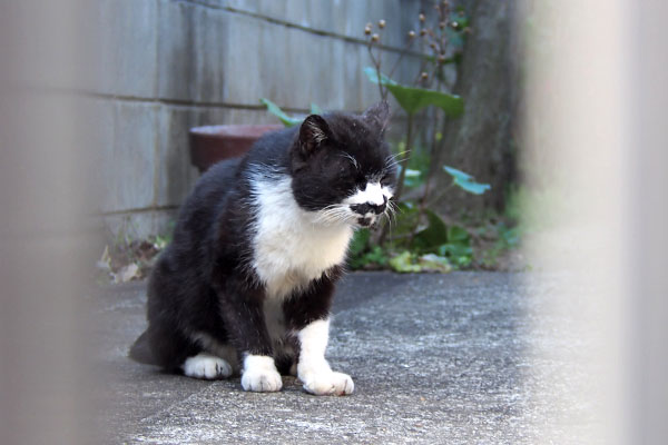 ブッチ　食べて来たとこかな