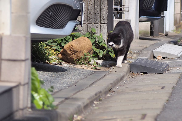 ブッチ　歩く