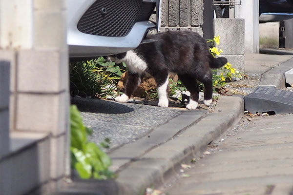 ブッチ　つやつやな毛並み