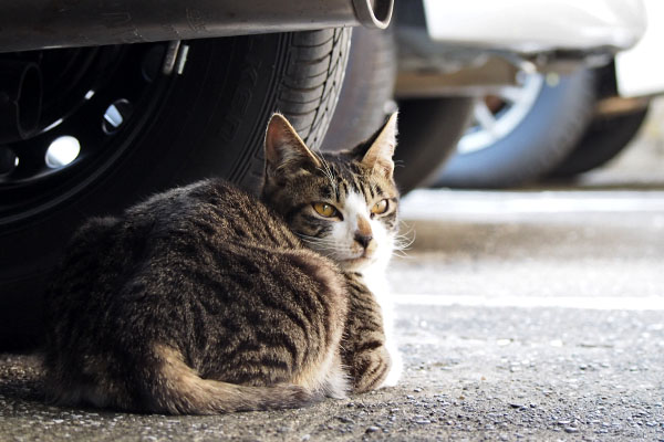 車の下　振り返る　ホット