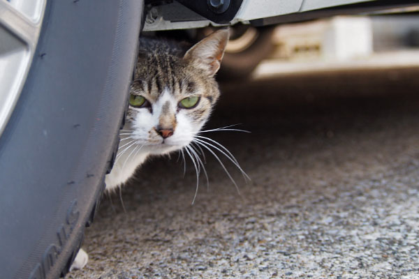 さくら　車の下からちろり