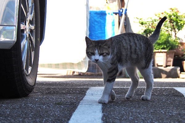 コルビ　すんすん来た