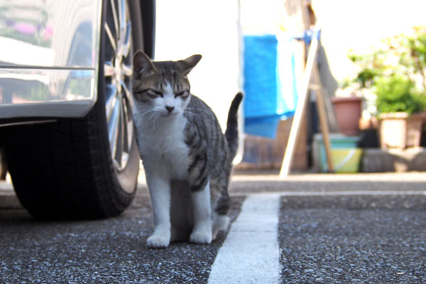 コルビ　しっぽなびかせお座り