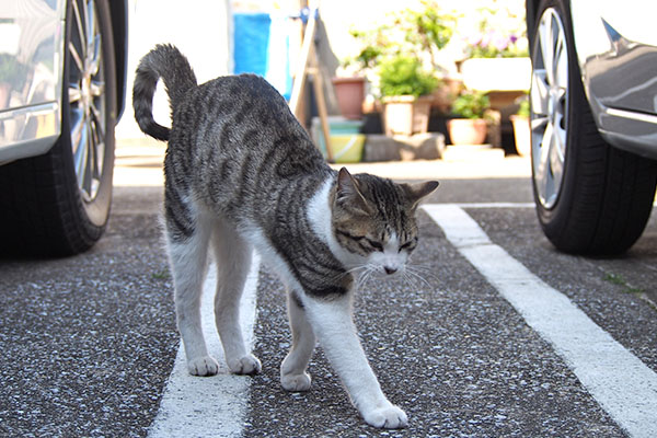 コルビ　伸びの時のしっぽ