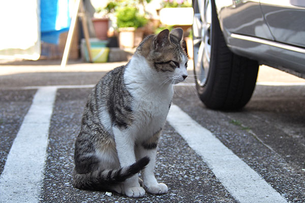 コルビお座り