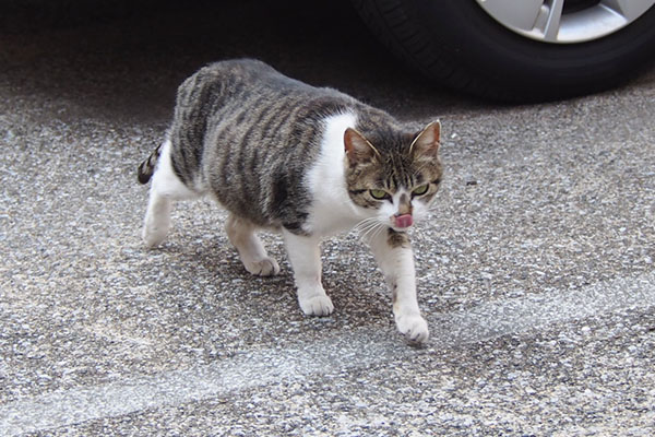 さくら　歩く　お腹が大きいぞ