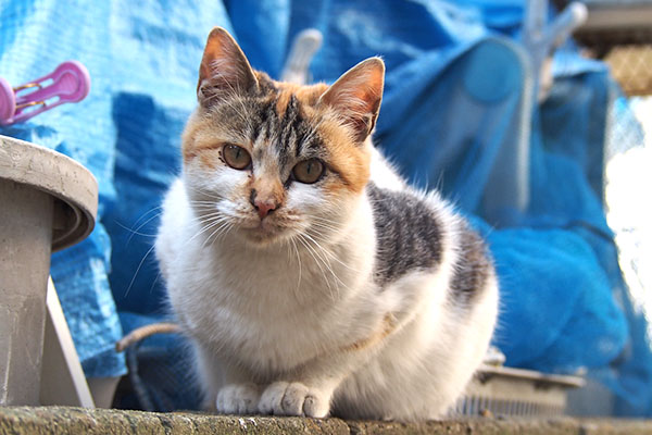 シロミ　カメラ目線