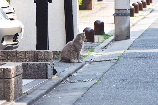 グリ　道路の端に